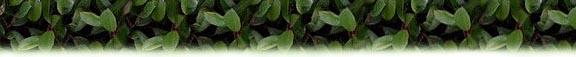 leaf_2_bdr_8.jpg